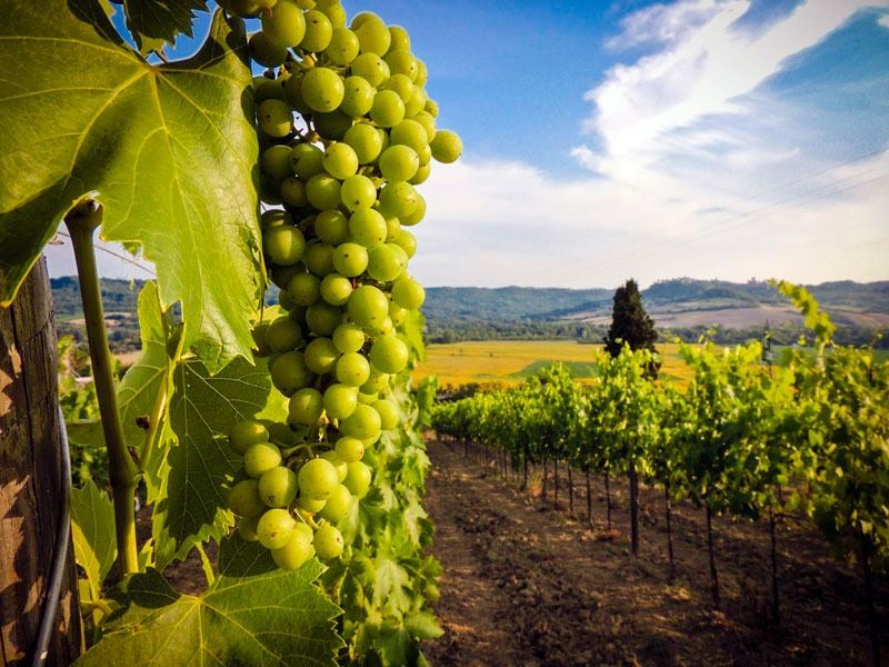 Vineyard rows in the Kakheti wine region at golden hour
